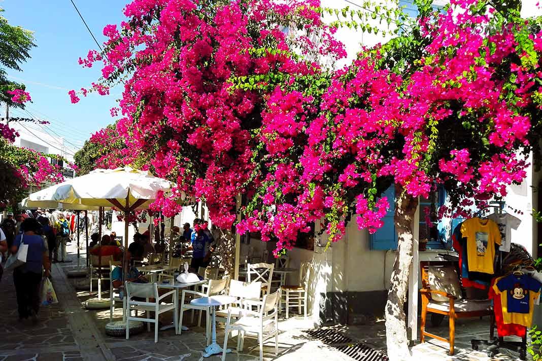 En las estrechas callejuelas de Antiparos, los visitantes admir..an las coloridas plantas trepadoras
