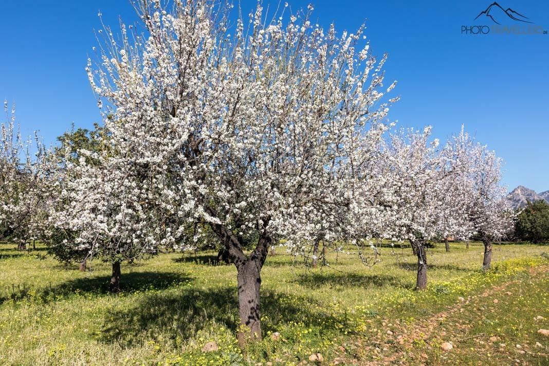 Quatre amandiers blancs en fleurs à Majorque