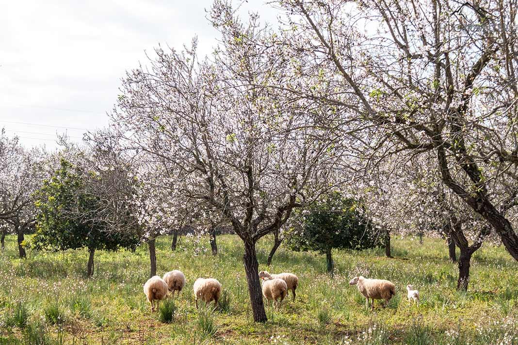 Un petit troupeau de moutons à Majorque entre des amandiers en fleurs