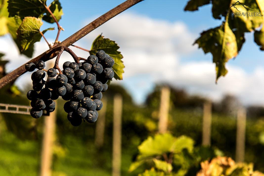 Une vigne avec des raisins bleus
