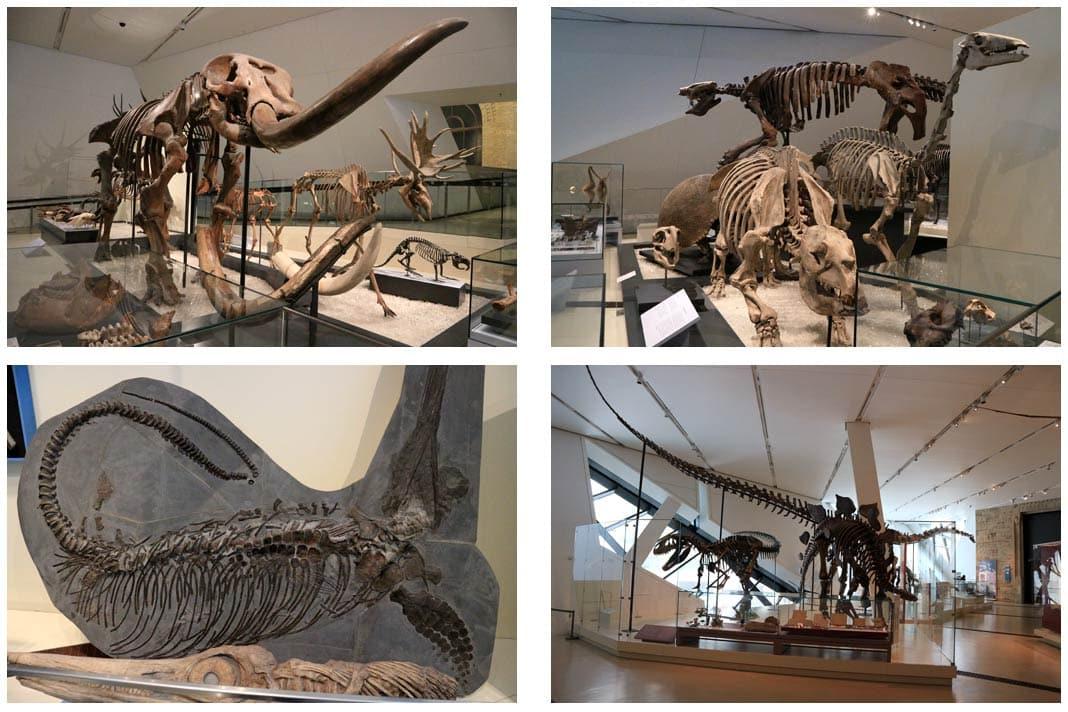 Imagens da exposição de dinossauros no Royal Ontario Museum em Toronto