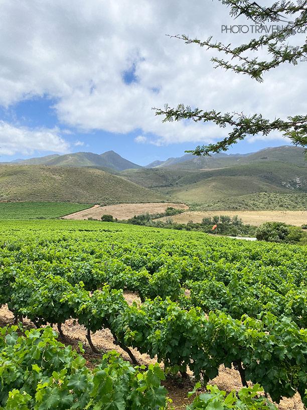 Vinhedos nas regiões vinícolas da África do Sul