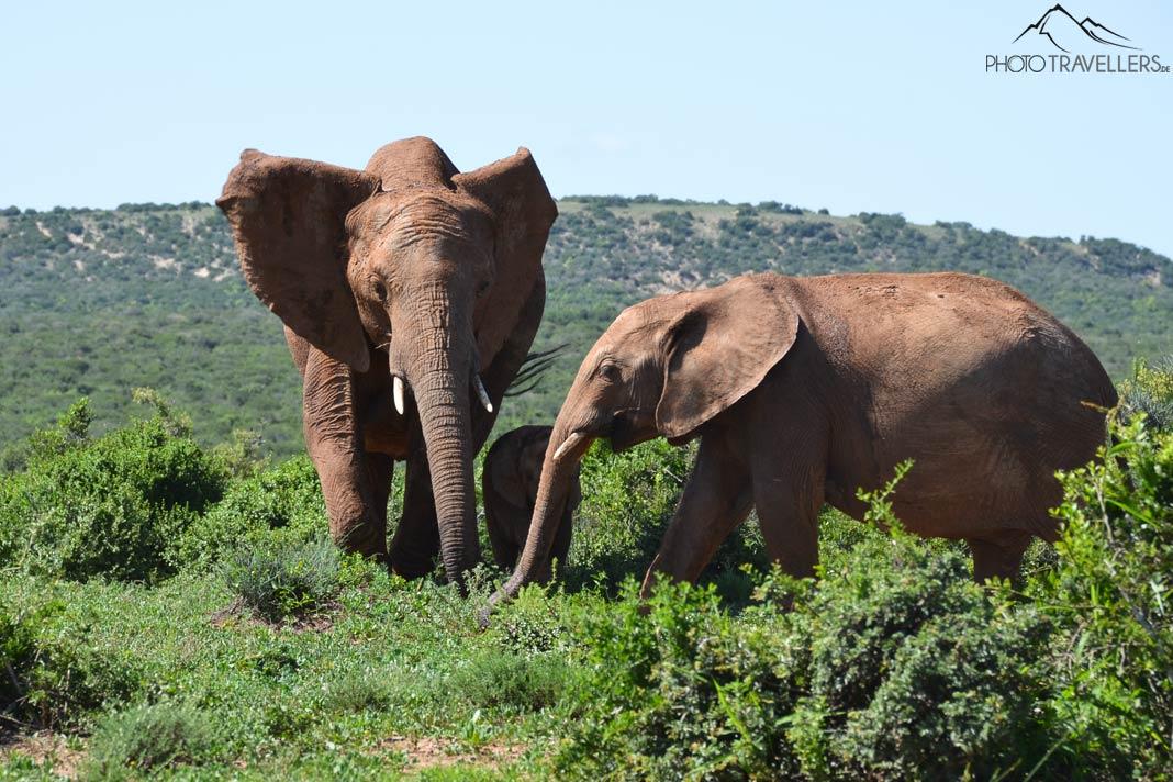 Elefantes no Parque Nacional Addo