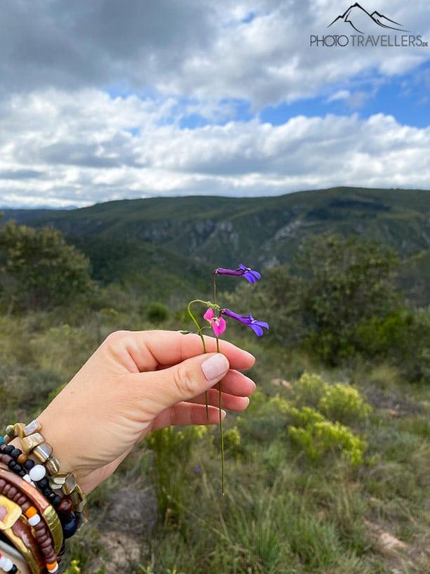 Plettenberg também tem algumas trilhas de caminhada incríveis