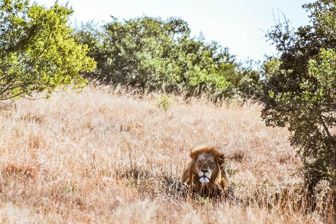 León en el parque nacional durante el safari