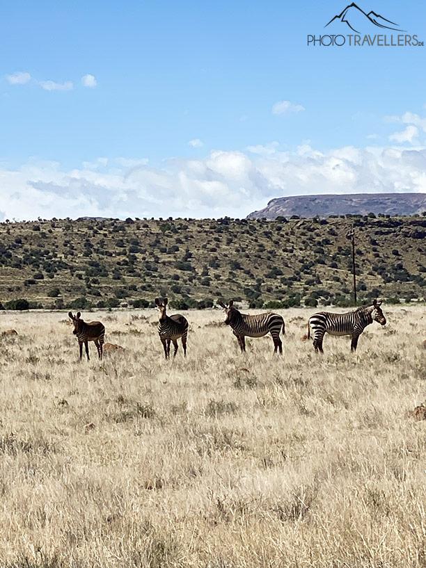 Cebras en la Ruta Jardín