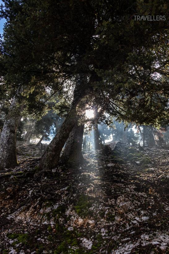 Les magnifiques sapins noirs de l'Enos