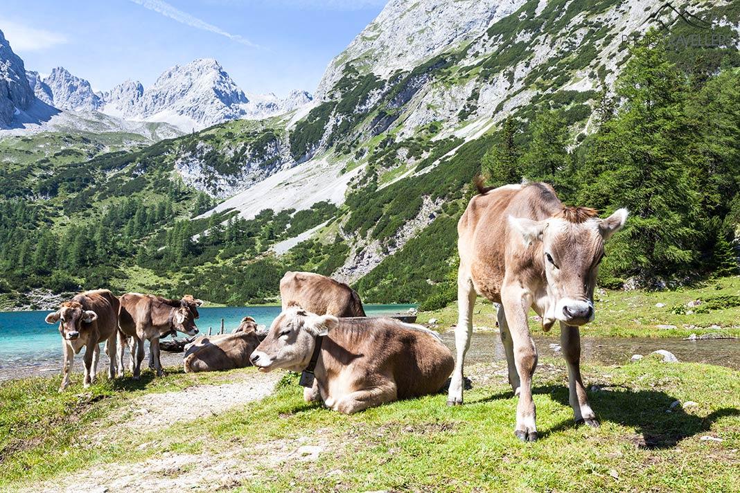 Vacas en el Seebensee