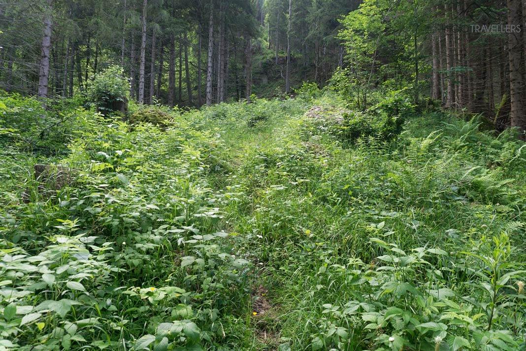 Un chemin totalement envahi dans la forêt