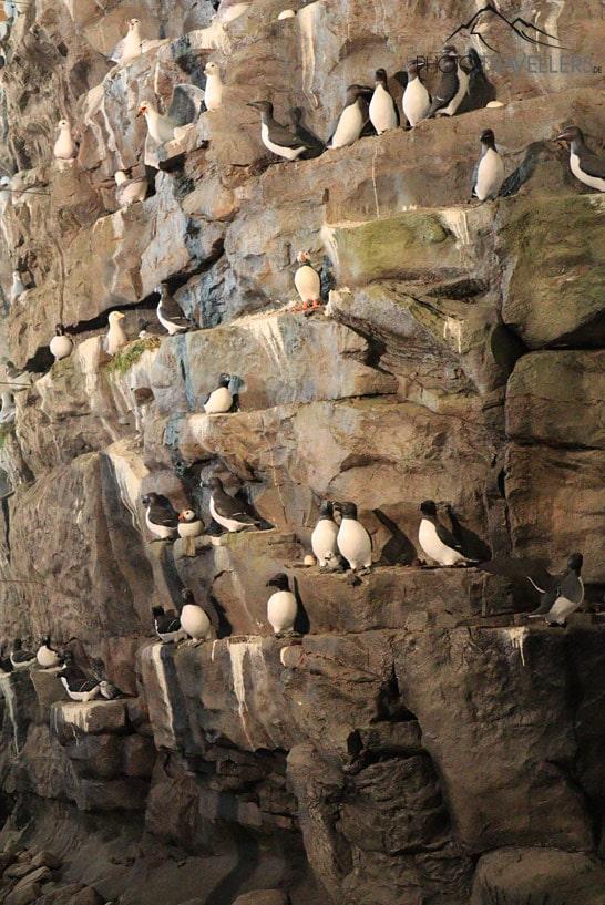 La falaise aux oiseaux avec des oiseaux empaillés au Musée des merveilles naturelles d'Islande au Perlan à Reykjavik