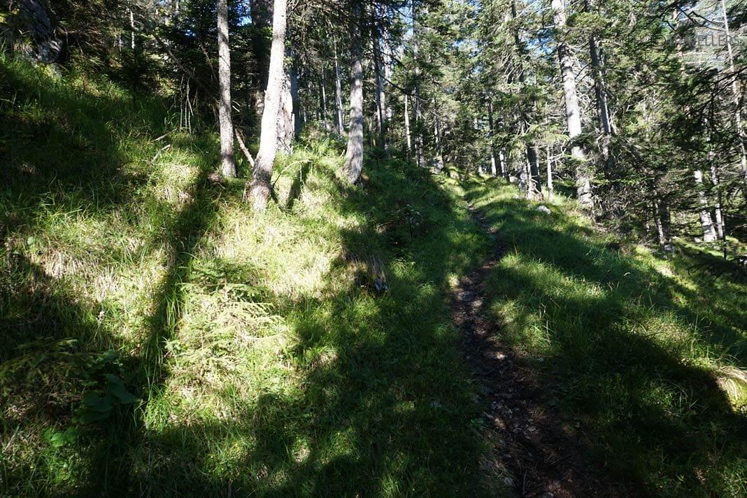 Le sentier Alpsteig Biberwier, un chemin étroit en forêt