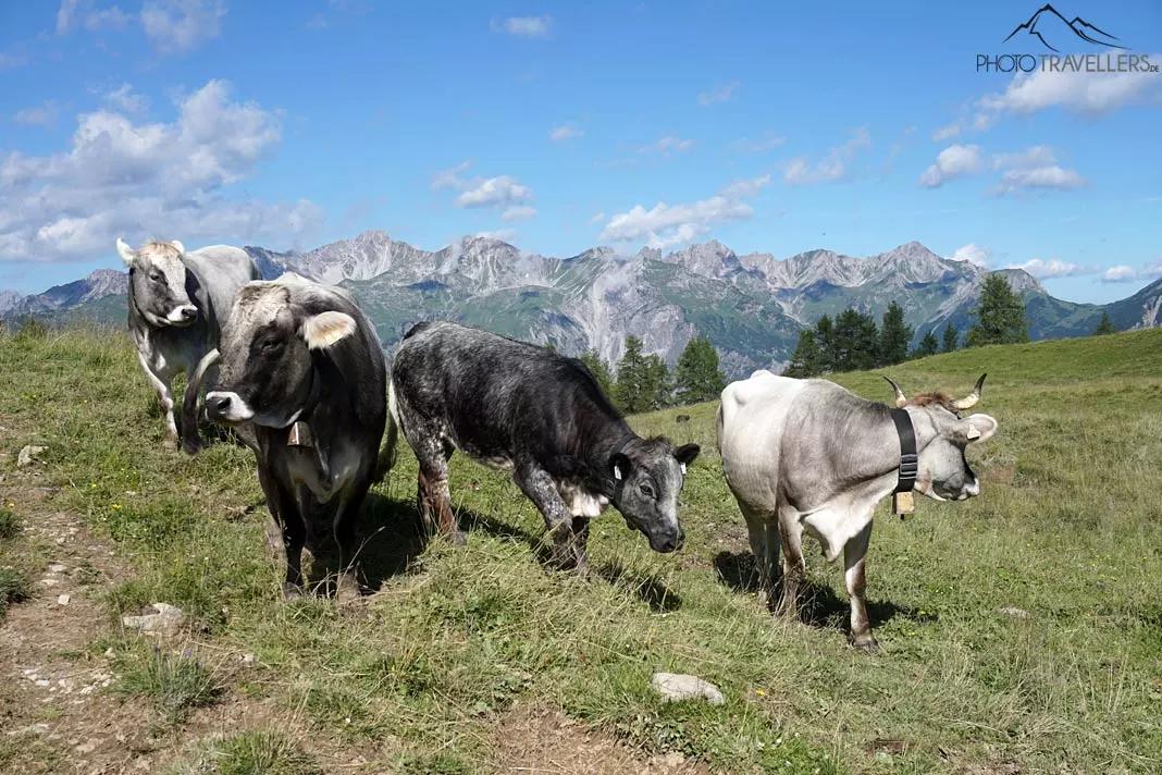 Quatre vaches sur un pré alpin, avec les montagnes en arrière-plan