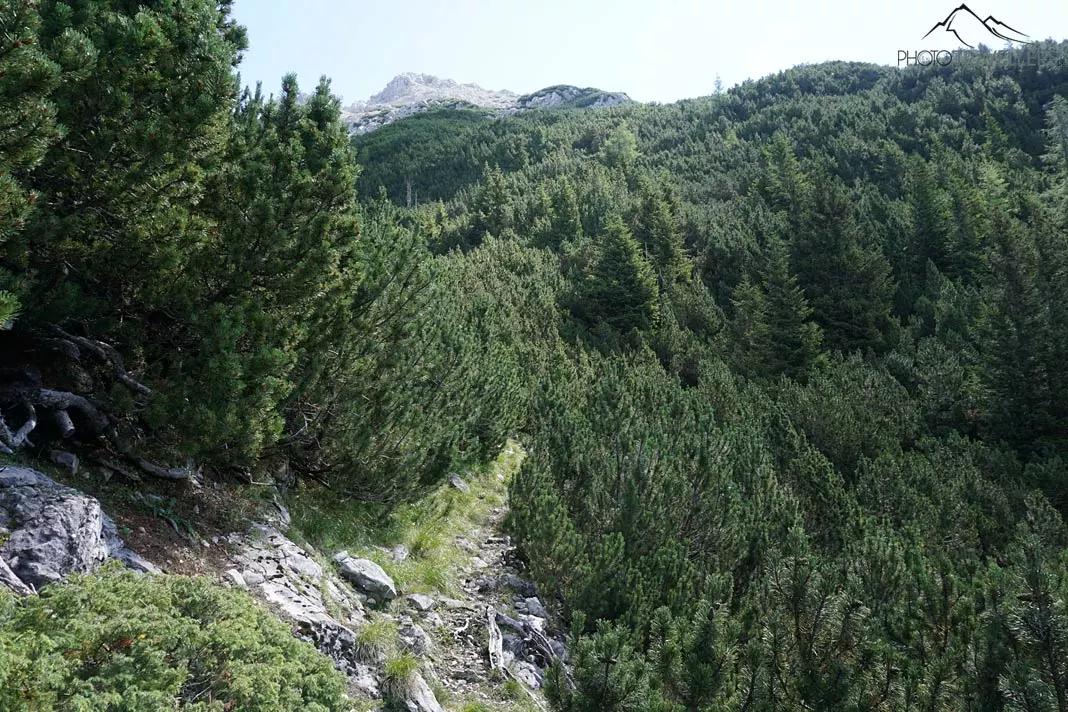 Un sentier qui mène au Wannig à travers les arbres