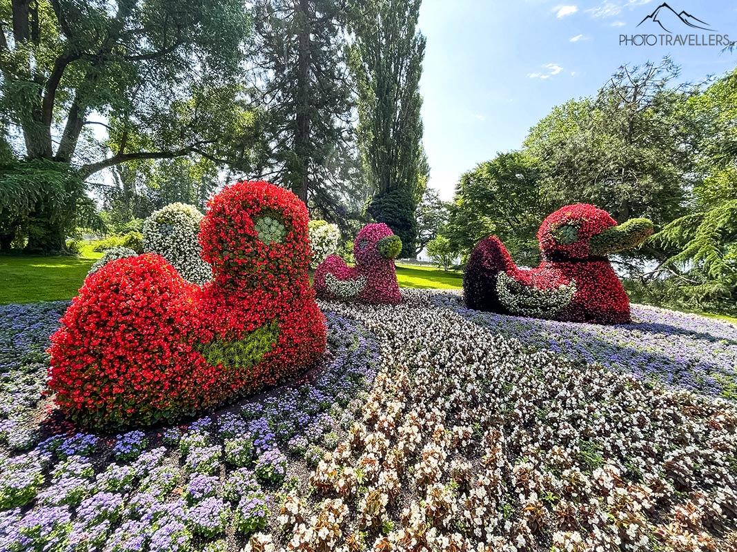 Grandes statues de canards en fleurs colorées sur l'île de Mainau