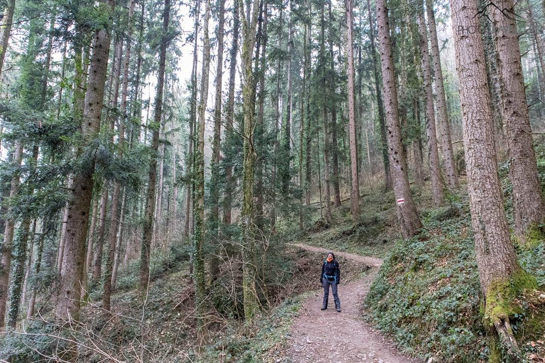 La journaliste de voyage Biggi Bauer sur le chemin de randonnée dans la forêt en direction du Pfänder