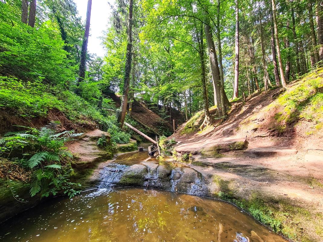 Le Bitterbach coule à travers des rives sablonneuses