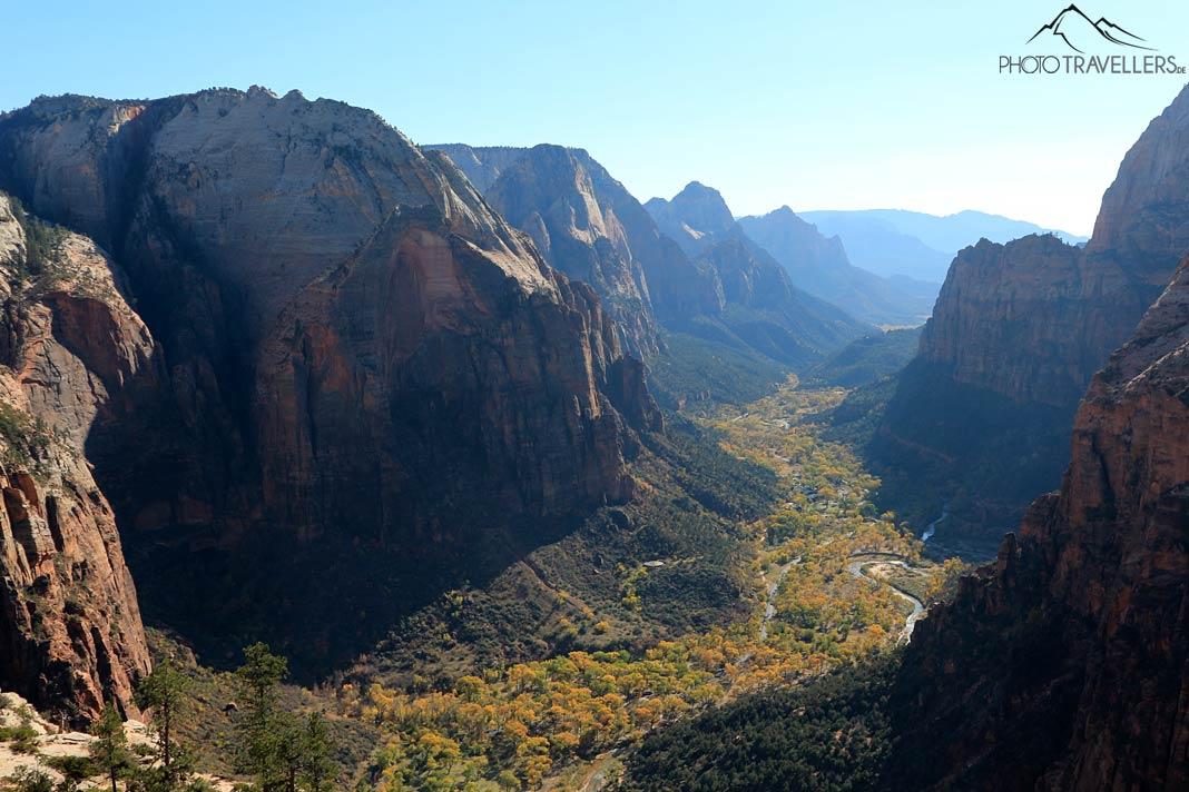 La vue depuis le sommet d'Angels Landing dans le canyon de Zion, où les arbres brillent en jaune à l'automne