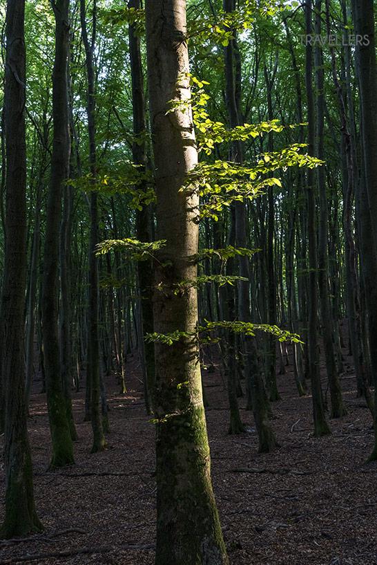 La belle forêt du parc national de Jasmund à Rügen