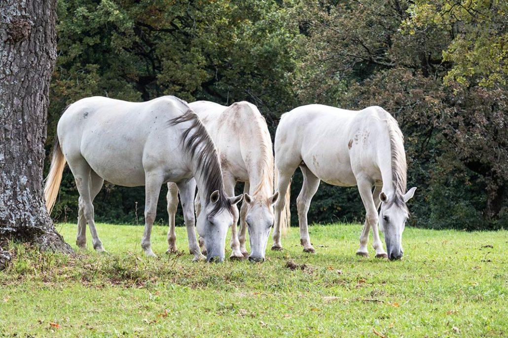 Tres lipizzanos en la cría de caballos Lipica en Eslovenia