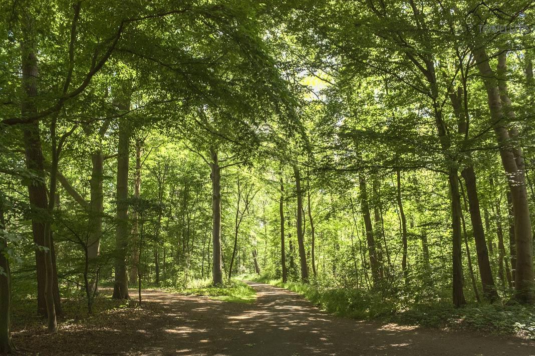 Vue des arbres denses de la forêt urbaine Eilenriede à Hanovre