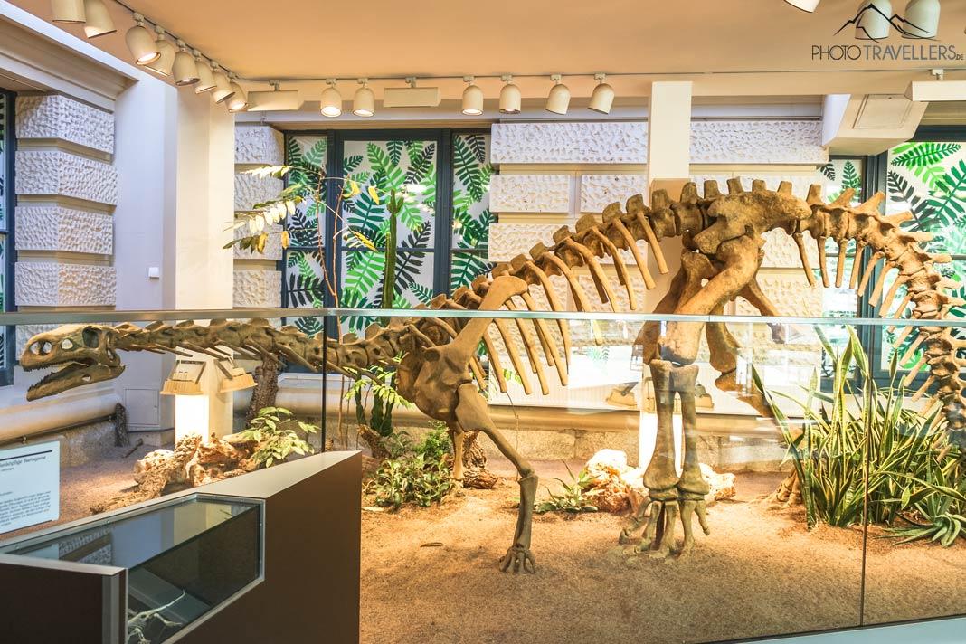 Un squelette de dinosaure dans les Naturwelten au musée d'État d'Hanovre