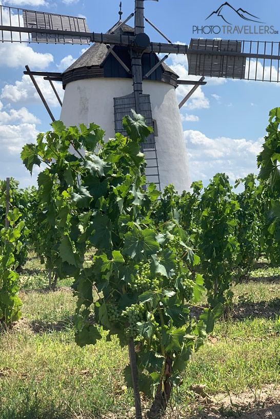 Vignes autour du moulin à vent de Retz