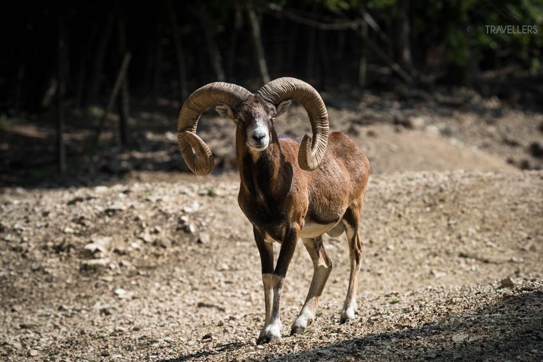 Un mouflon dans le parc animalier d'Ernstbrunn