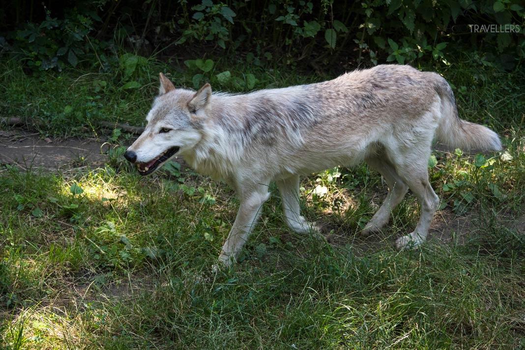 Un loup dans le Wolf Science Center au parc animalier d'Ernstbrunn
