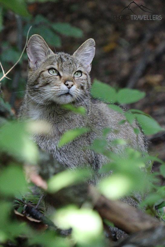 La gata salvaje Frieda entre las hojas en el Parque Nacional Thayatal