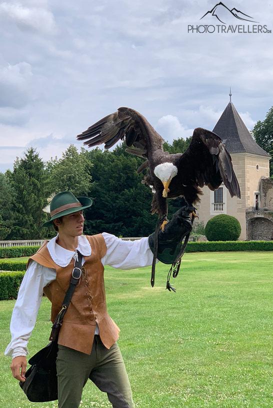 Un cetrero en el castillo Rosenburg con un águila calva en el brazo
