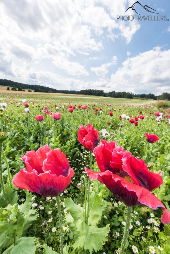 Un campo de amapolas en flor en el Waldviertel