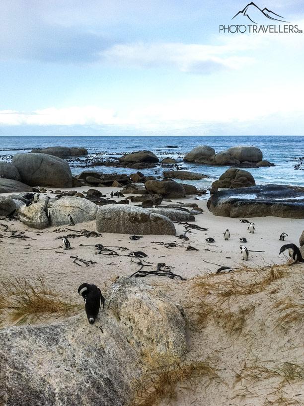 Des pingouins sur Boulders Beach à Simon's Town
