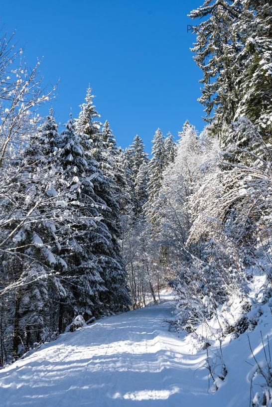 Sentier enneigé