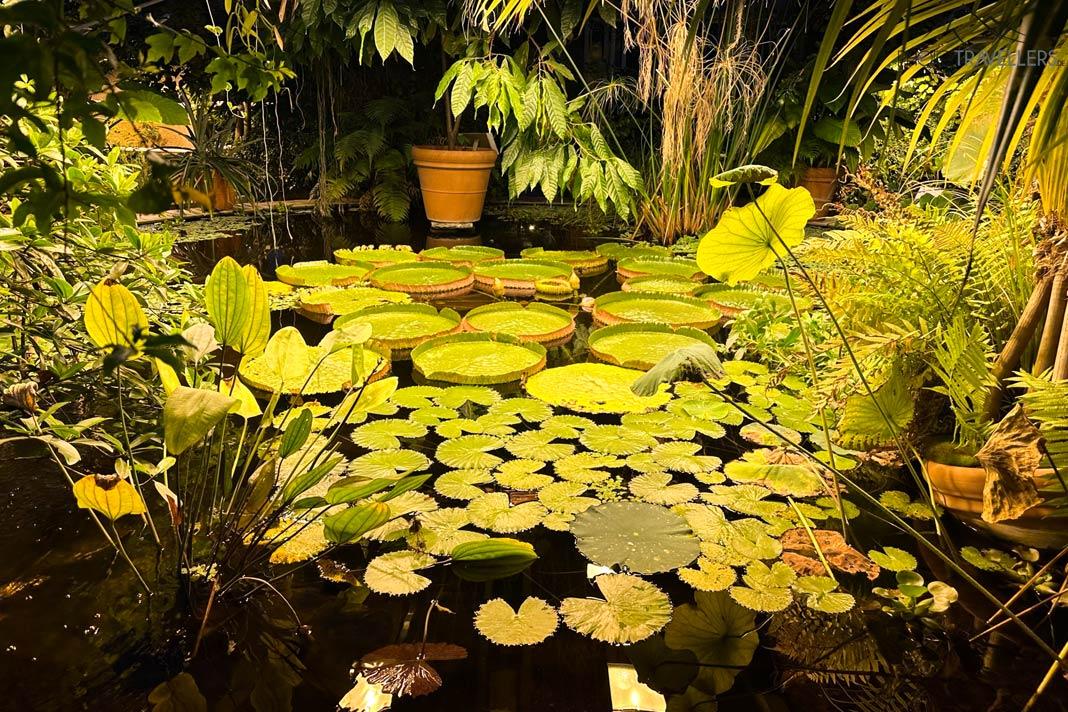 Un estanque con lirios en el Victoriahuset en el Jardín Botánico de Oslo