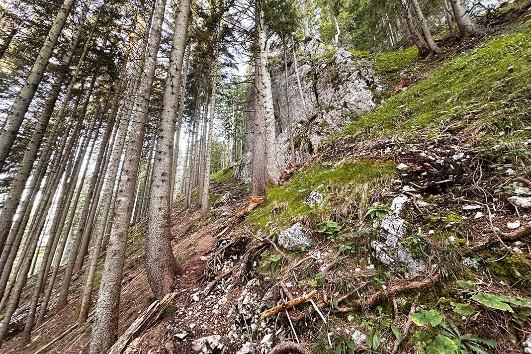 Rochas na floresta abaixo do Breitenstein