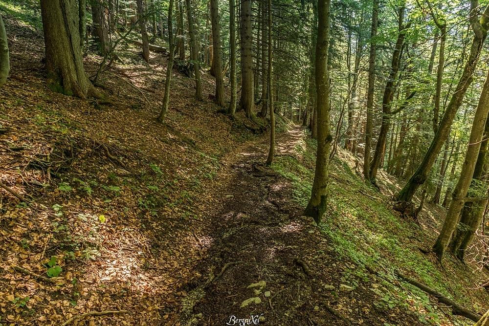 Un sentier dans la forêt
