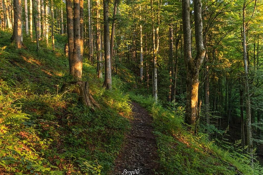 Un sentier étroit en forêt
