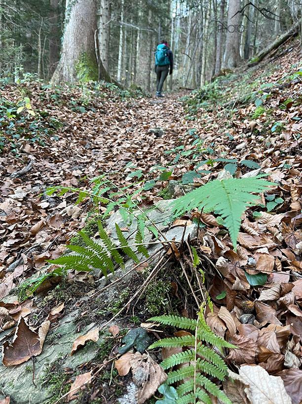 Biggi sur le chemin du Rechelkopf