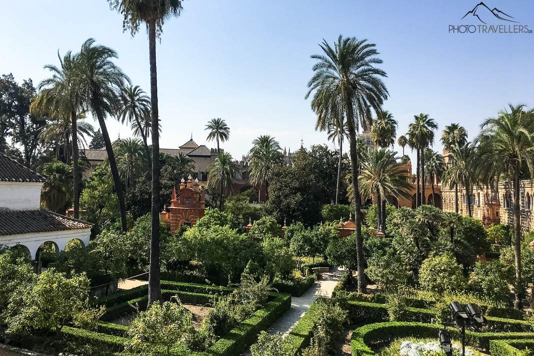 Vista del jardín del Real Alcázar con muchas palmeras