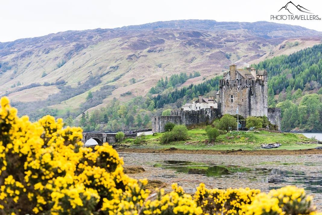 El Castillo de Eilean Donan, en primer plano el ginster amarillo