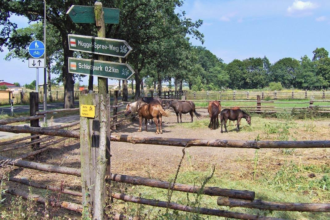 Uma fazenda de cavalos em Brandemburgo