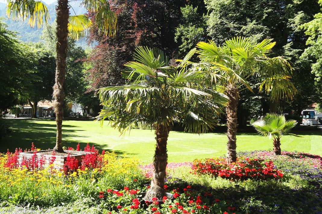 Palmeras en el Jardín de Spa de Bad Reichenhall