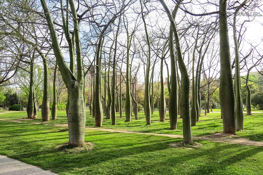 Árboles de seda en el Parque del Turia en Valencia