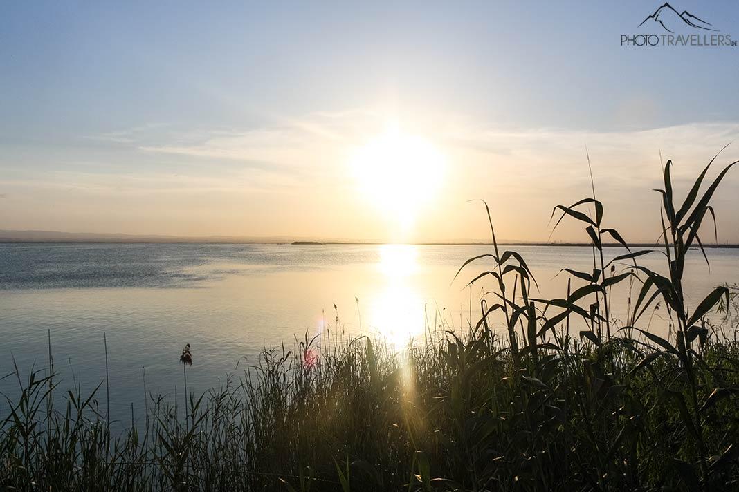 Atardecer sobre uno de los campos de arroz en el Parque Natural Albufera