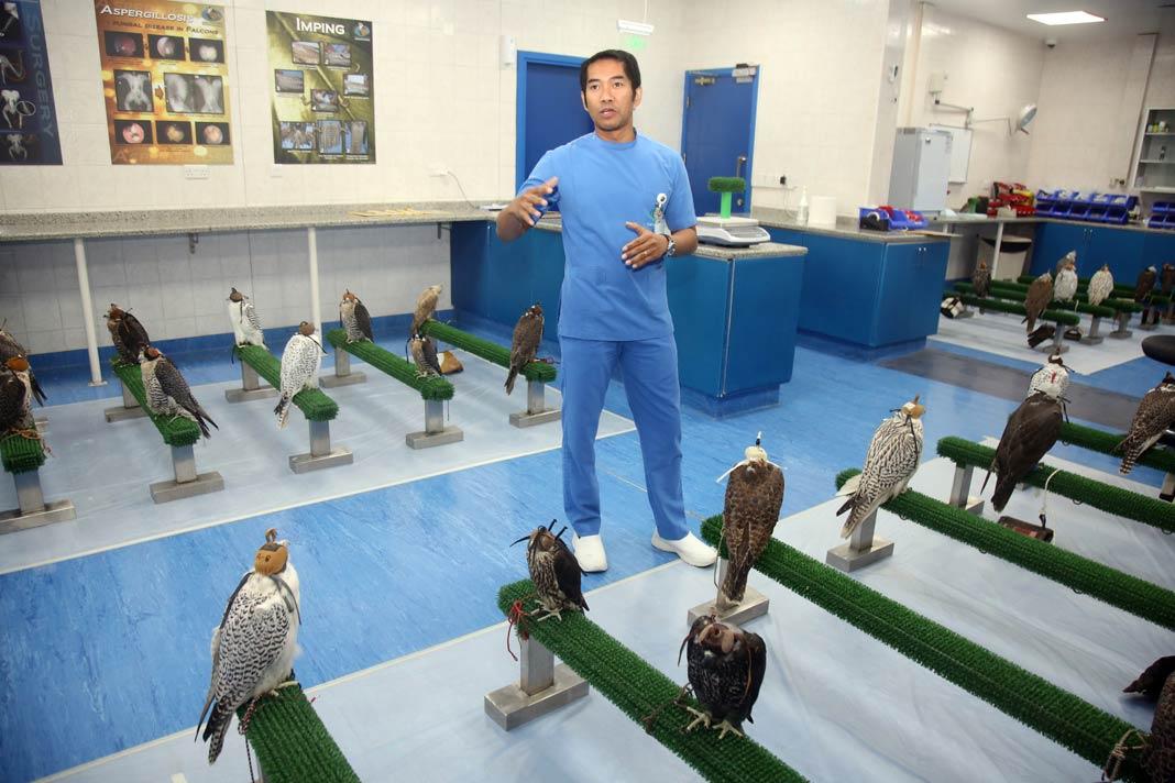 Halcones en el hospital de halcones