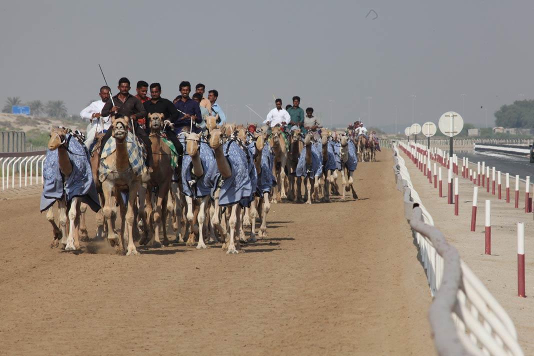 Entrenamiento de carreras de camellos en Abu Dhabi