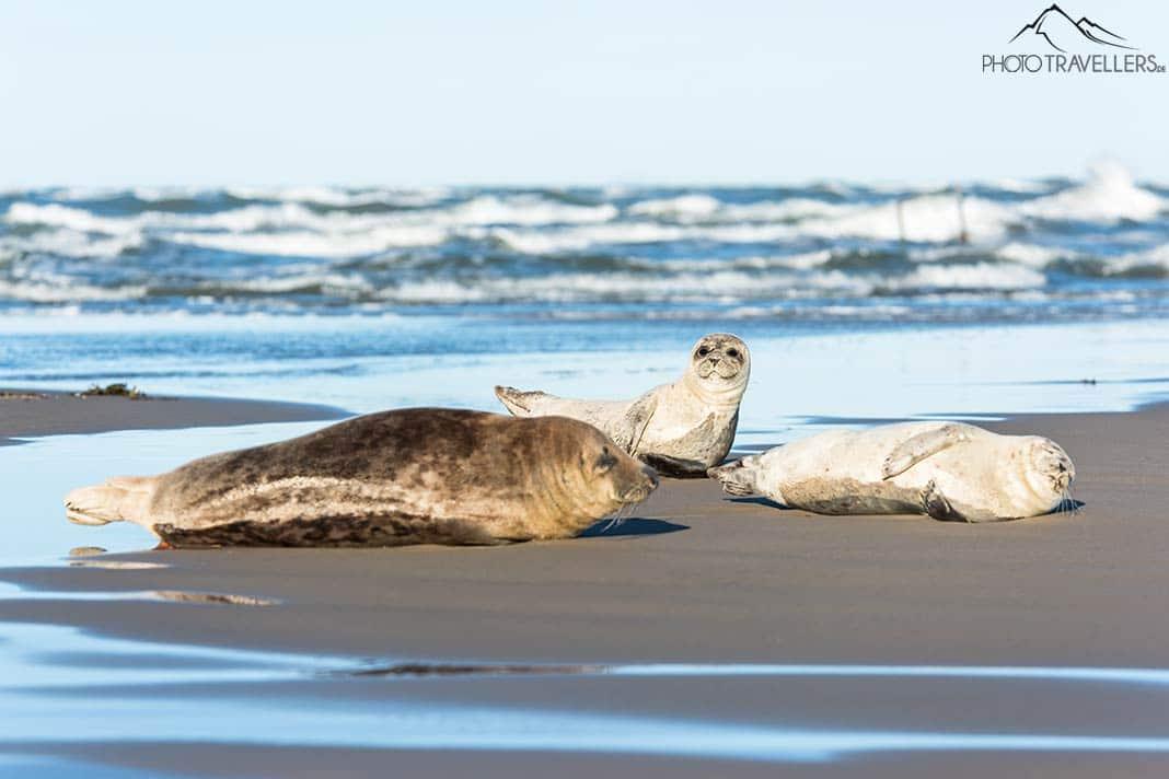Des phoques sur la plage de Skagen