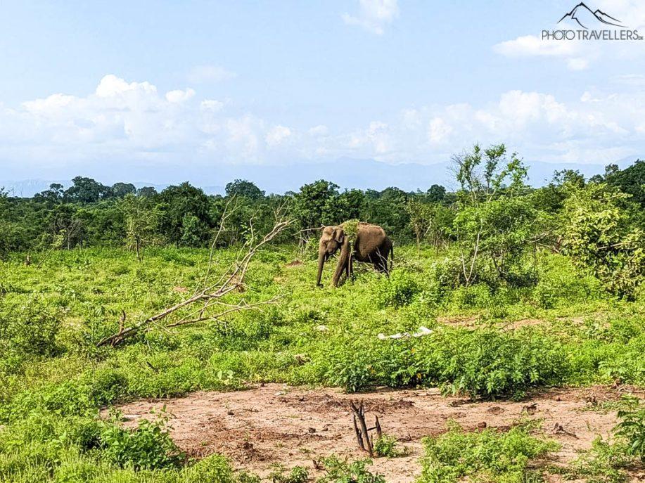 Éléphant dans le paysage du Sri Lanka