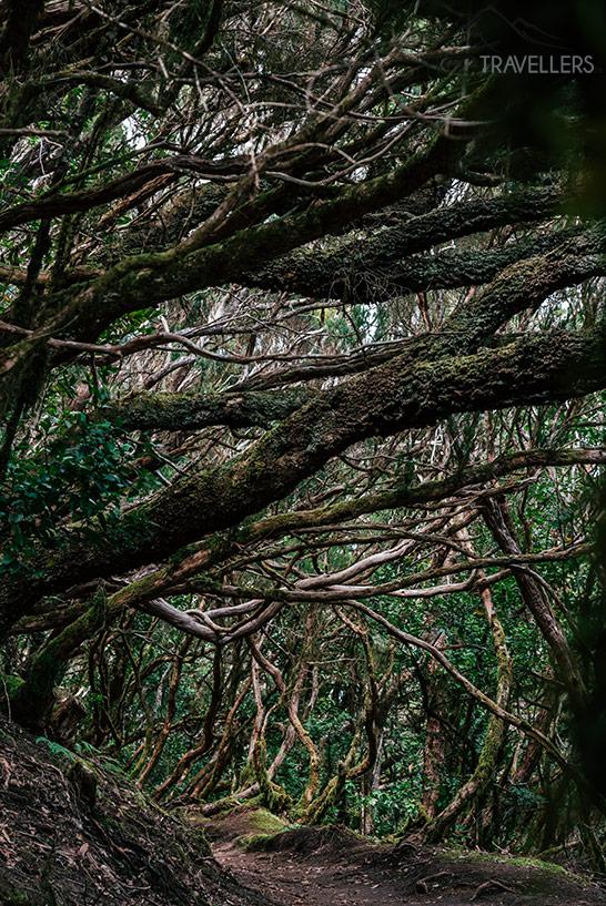 La forêt laurifère dans la chaîne de montagnes d'Anaga