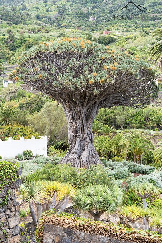 Le Drago Milenario à Tenerife